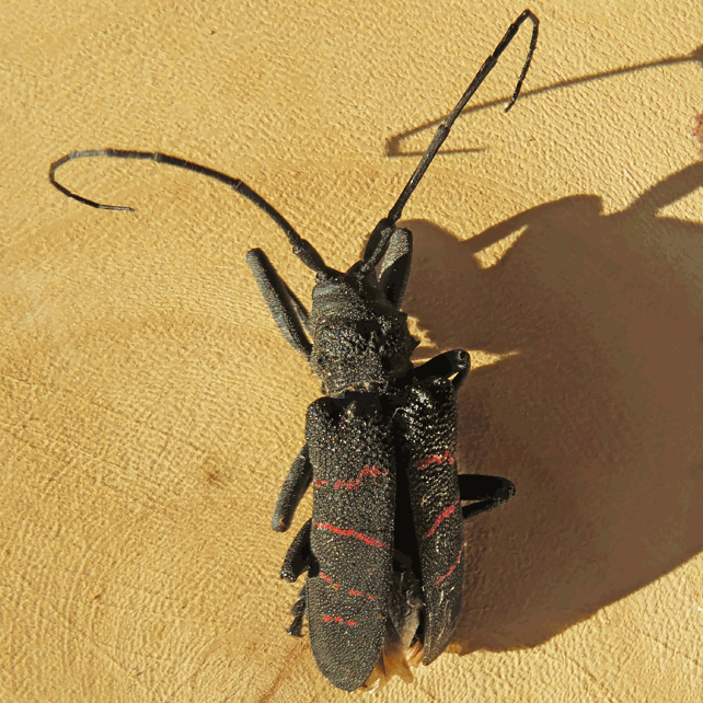 Ceroplesis quinquefasciata